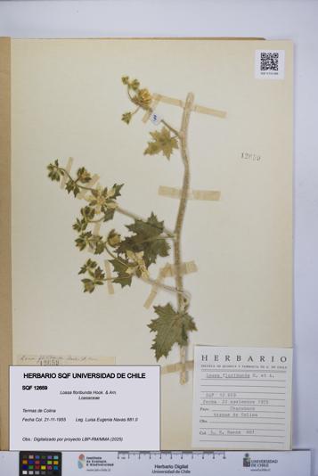 Loasa floribunda [Espécimen: UCH:SQF:0012659]