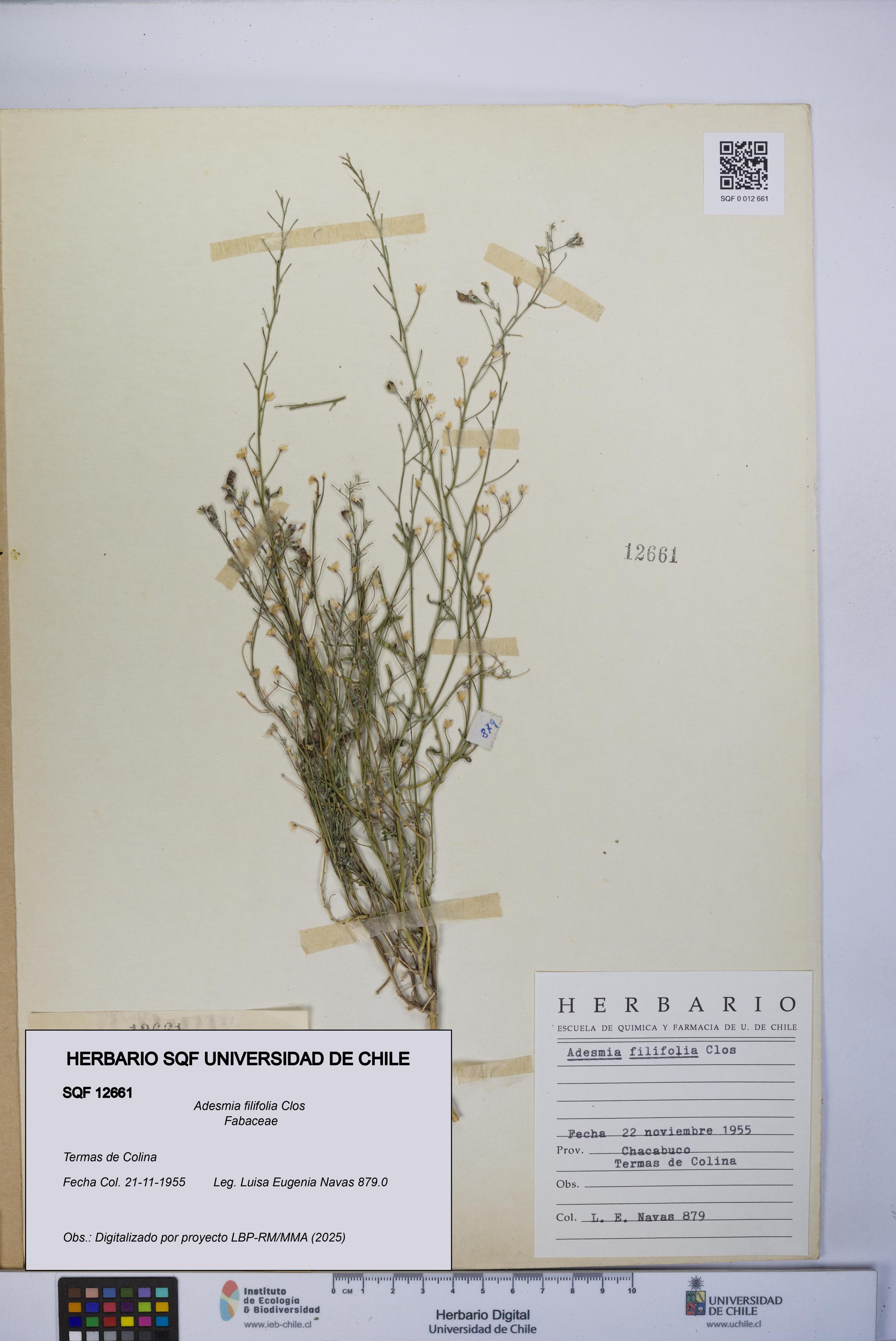 Adesmia filifolia [Espécimen: UCH:SQF:0012661]