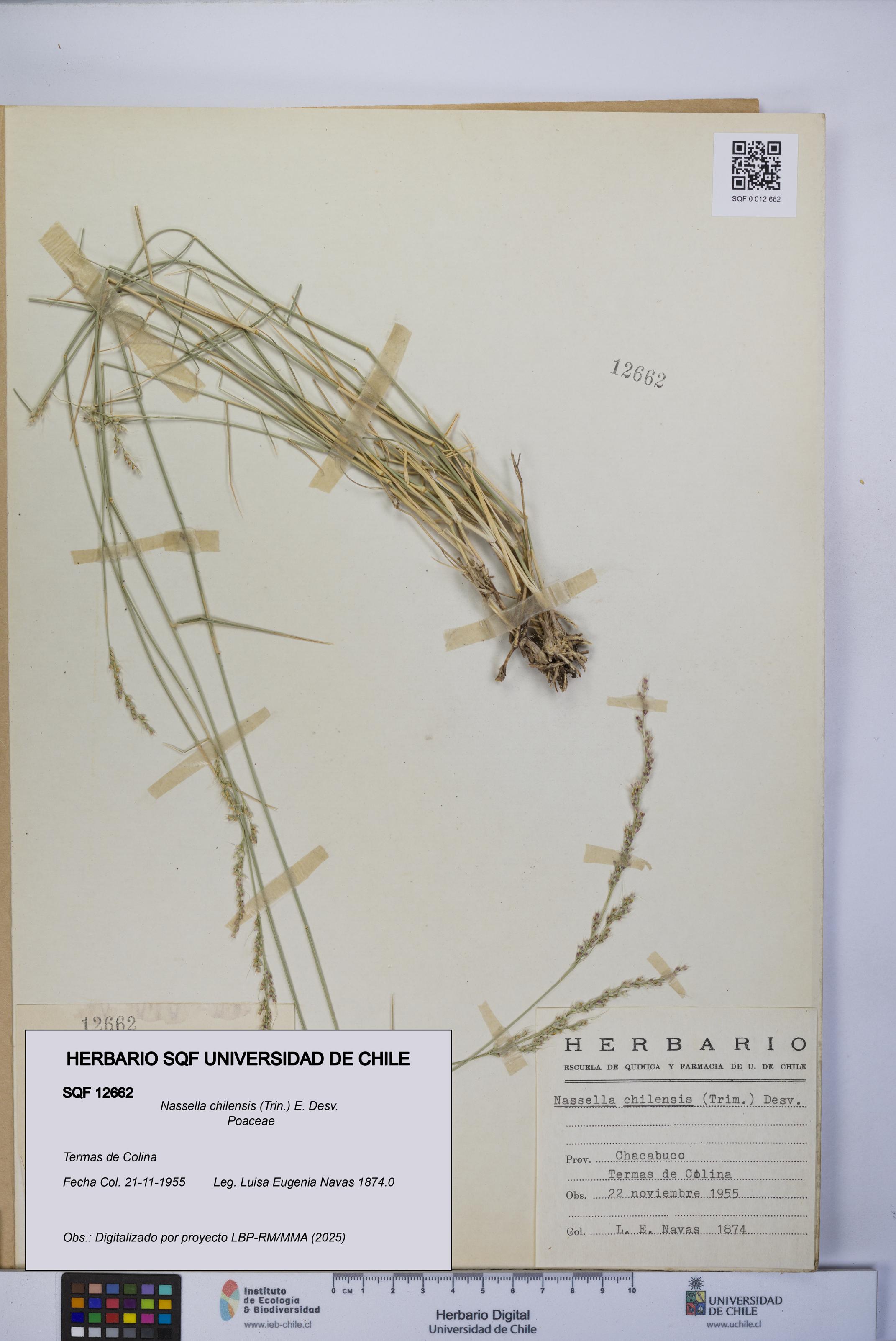 Nassella chilensis [Espécimen: UCH:SQF:0012662]