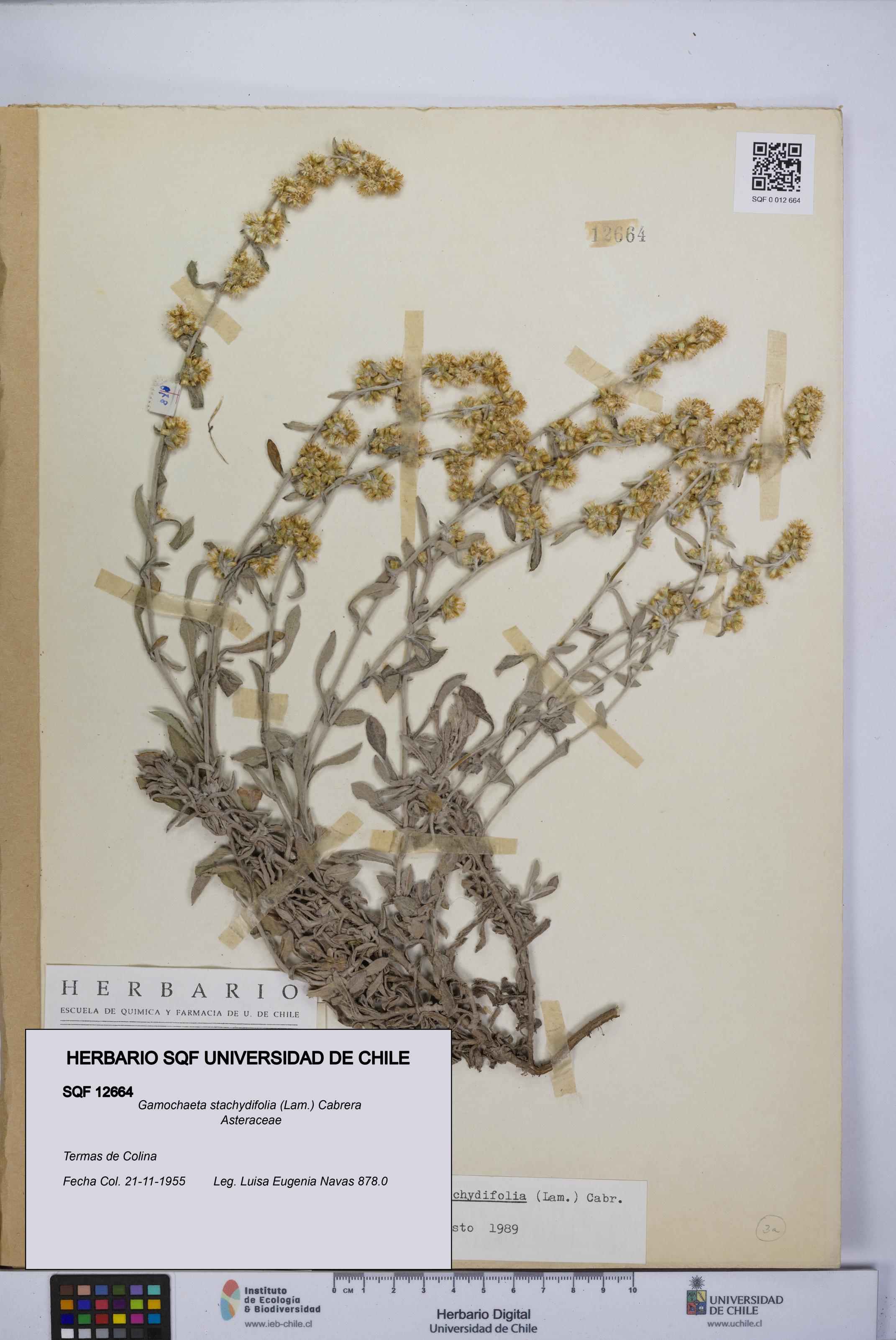 Gamochaeta stachydifolia [Espécimen: UCH:SQF:0012664]