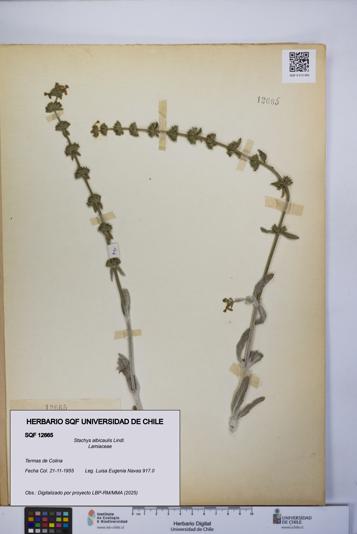 Stachys albicaulis [Espécimen: UCH:SQF:0012665]