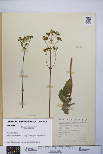 Calceolaria pratensis [Espécimen: UCH:SQF:0012666]