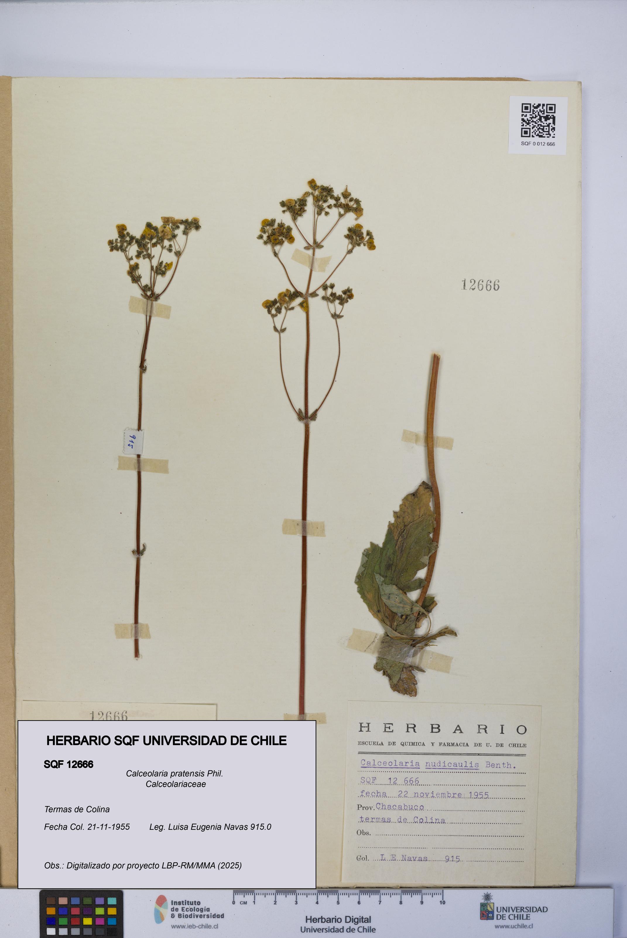 Calceolaria pratensis [Espécimen: UCH:SQF:0012666]