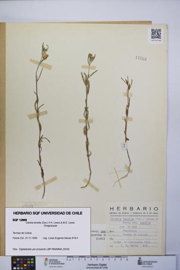 Clarkia tenella [Espécimen: UCH:SQF:0012669]