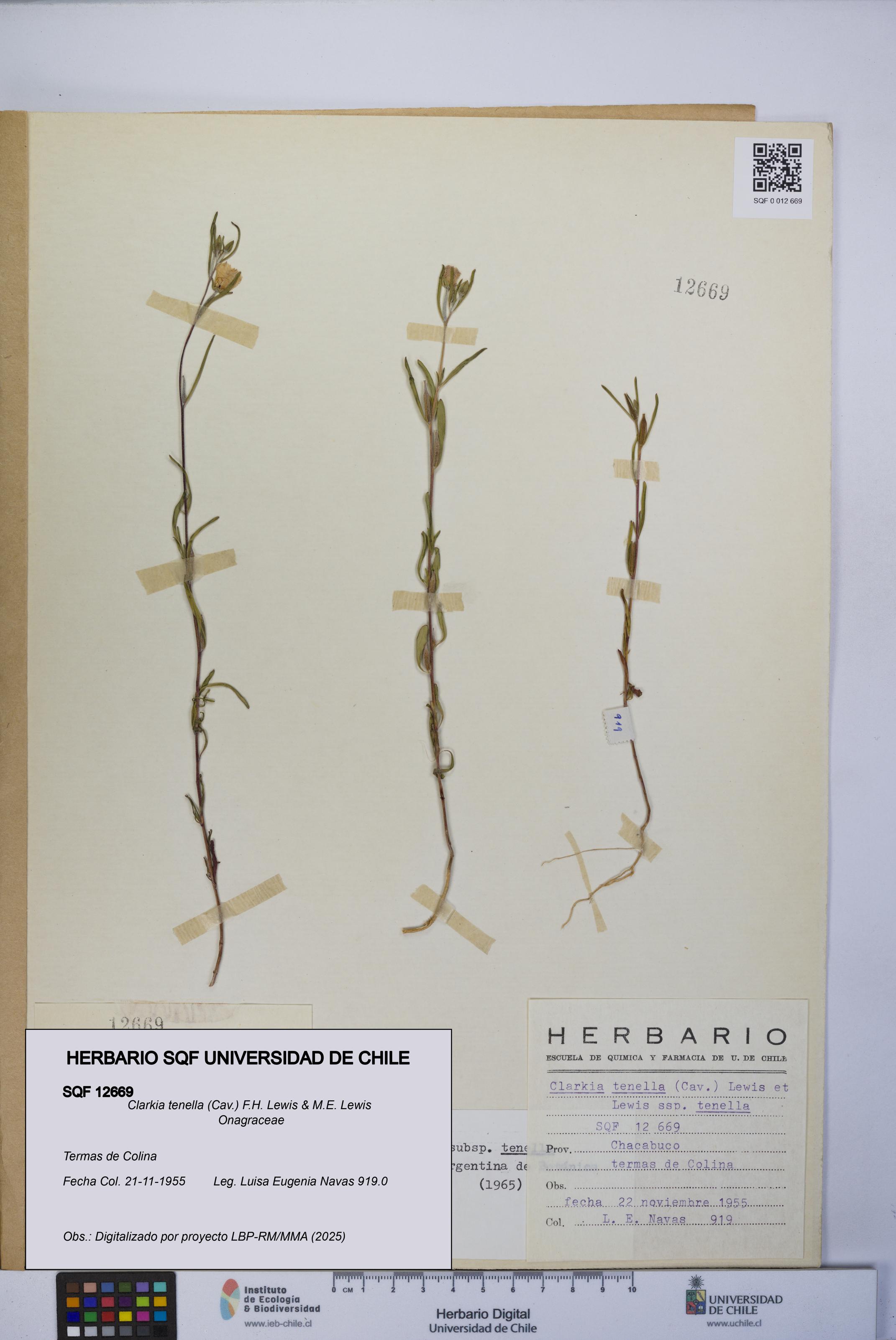 Clarkia tenella [Espécimen: UCH:SQF:0012669]