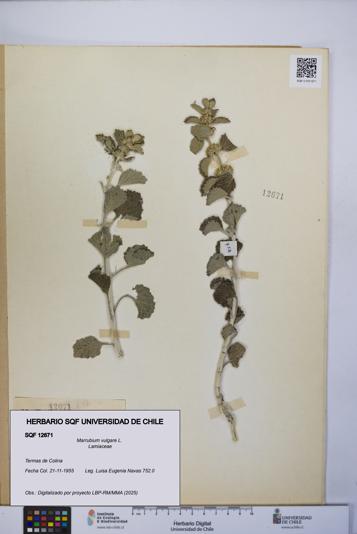 Marrubium vulgare [Espécimen: UCH:SQF:0012671]