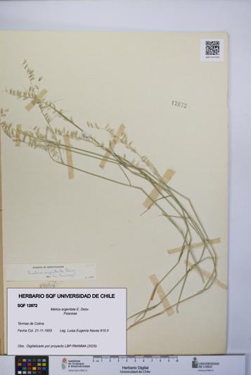 Melica argentata [Espécimen: UCH:SQF:0012672]