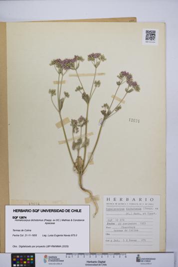 Homalocarpus dichotomus [Espécimen: UCH:SQF:0012674]