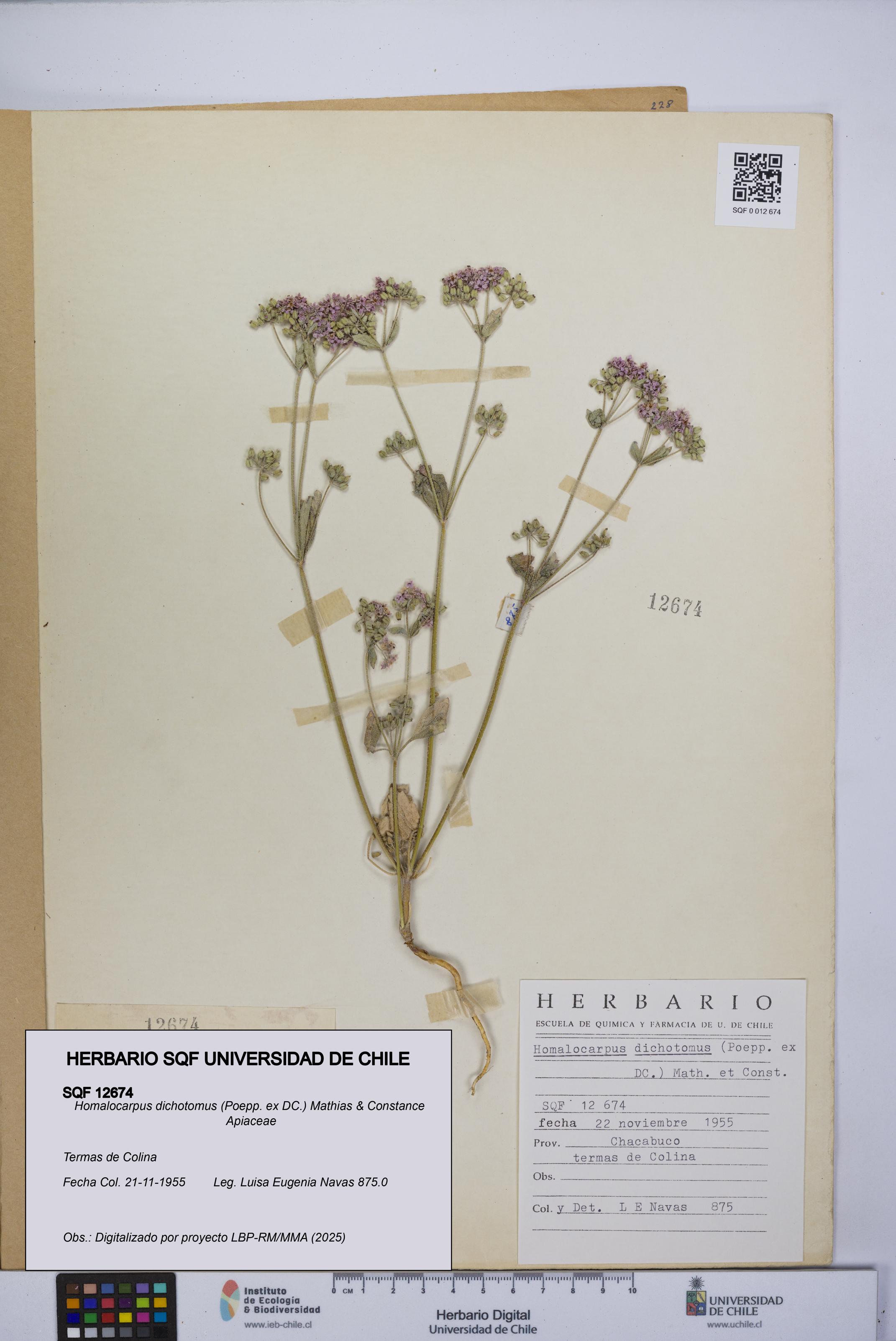 Homalocarpus dichotomus [Espécimen: UCH:SQF:0012674]