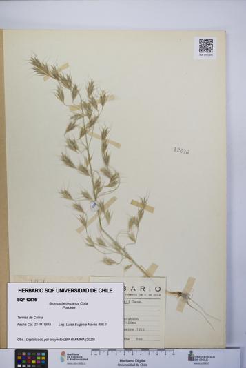 Bromus berteroanus [Espécimen: UCH:SQF:0012676]