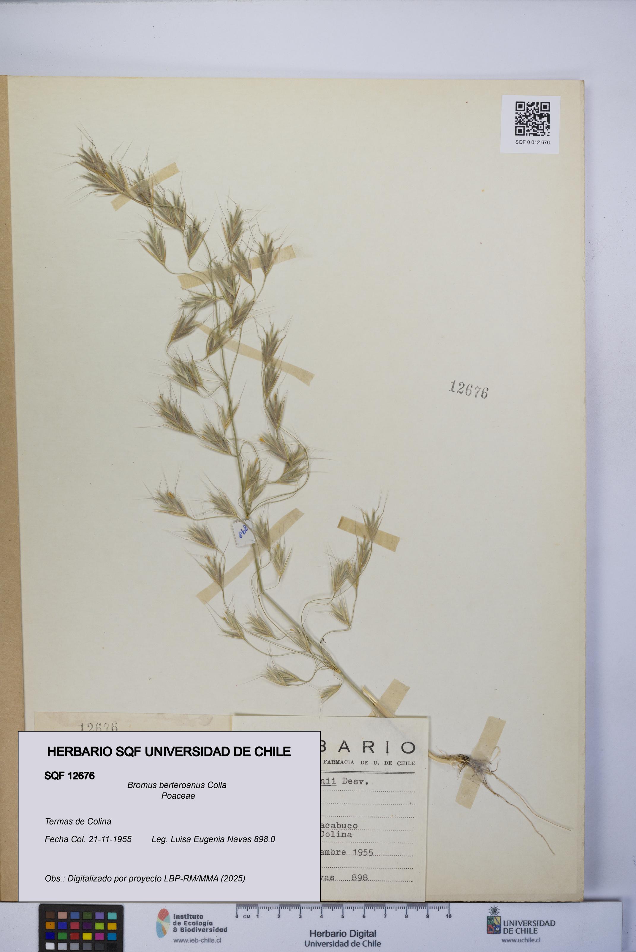 Bromus berteroanus [Espécimen: UCH:SQF:0012676]