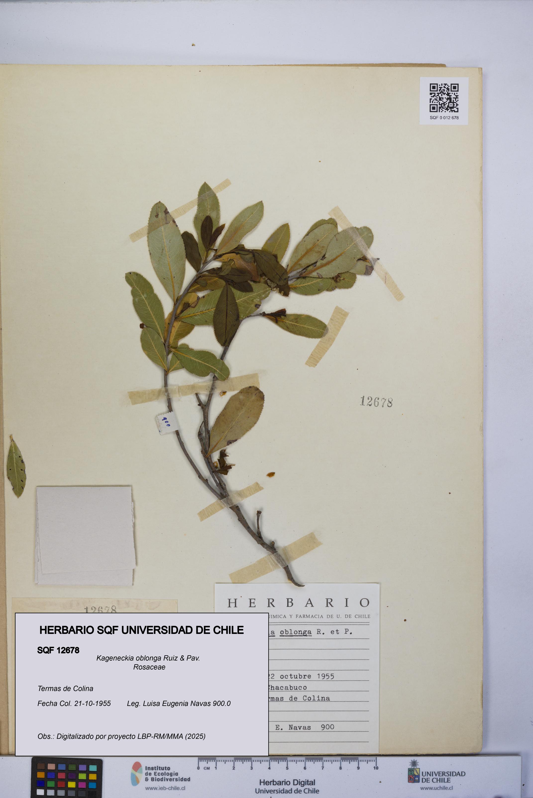 Kageneckia oblonga [Espécimen: UCH:SQF:0012678]