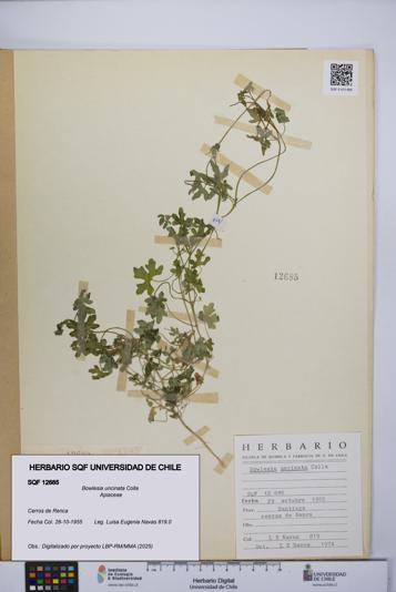 Bowlesia uncinata [Espécimen: UCH:SQF:0012685]