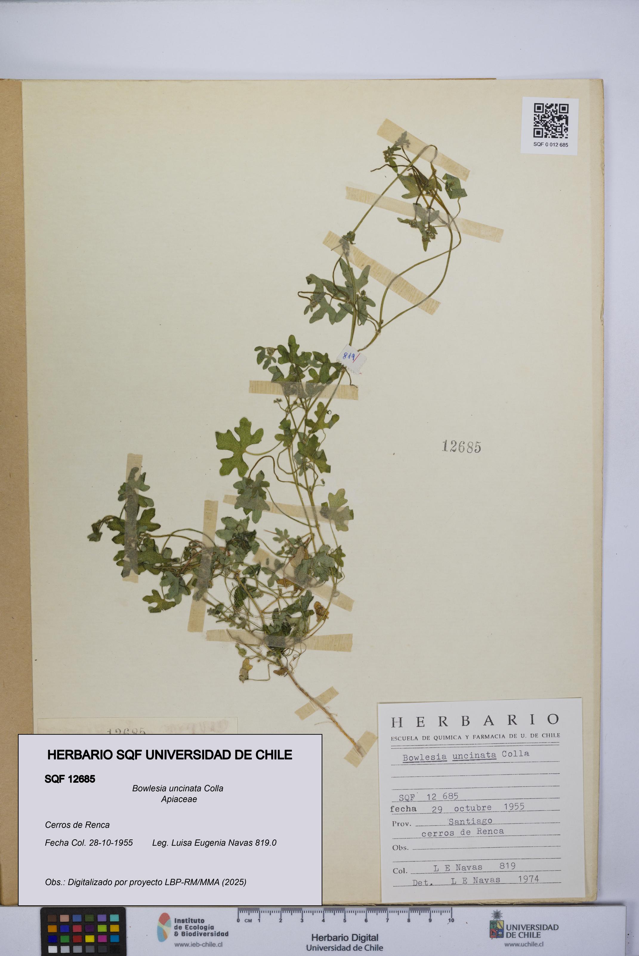 Bowlesia uncinata [Espécimen: UCH:SQF:0012685]