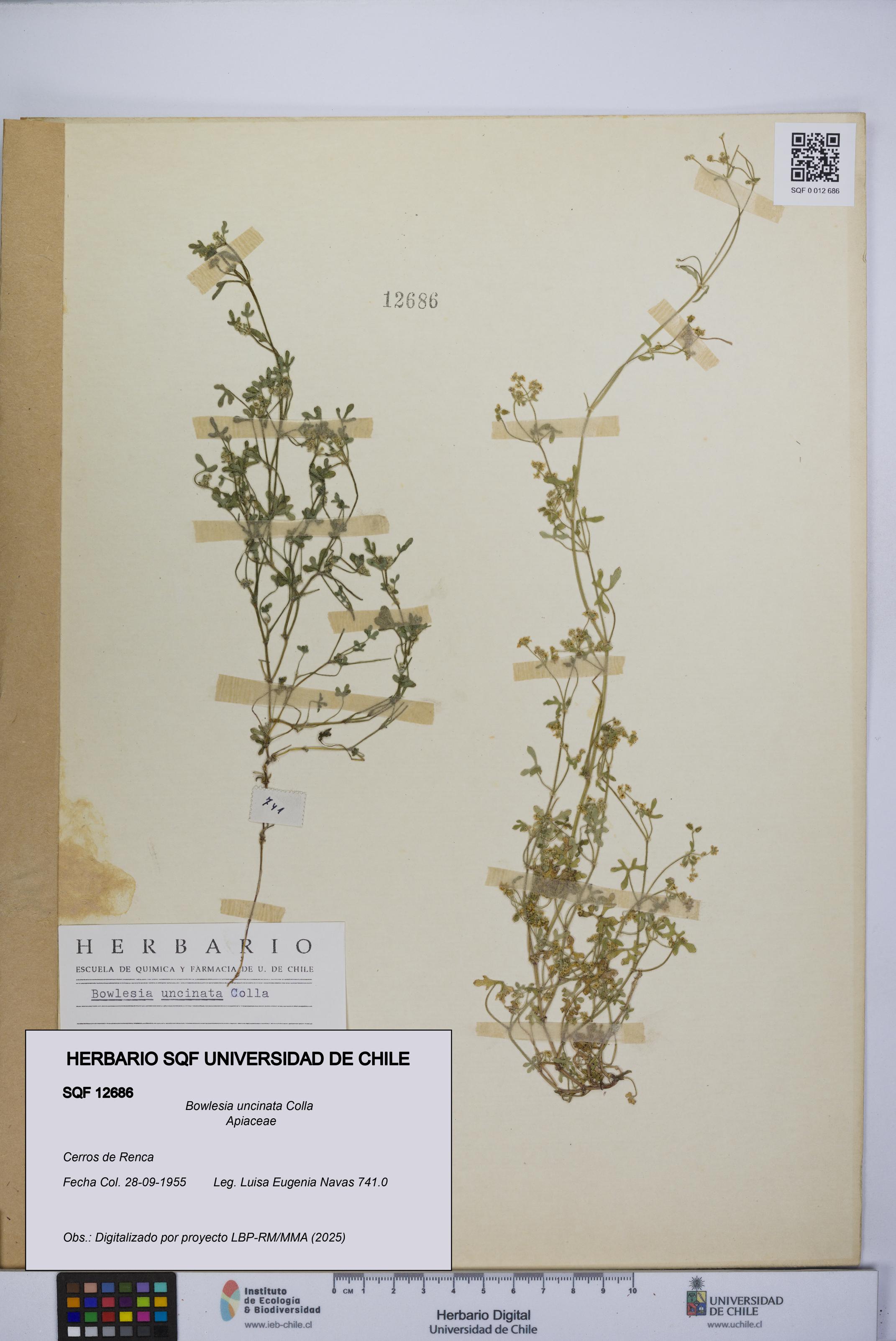 Bowlesia uncinata [Espécimen: UCH:SQF:0012686]