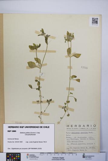 Stellaria pallida [Espécimen: UCH:SQF:0012693]