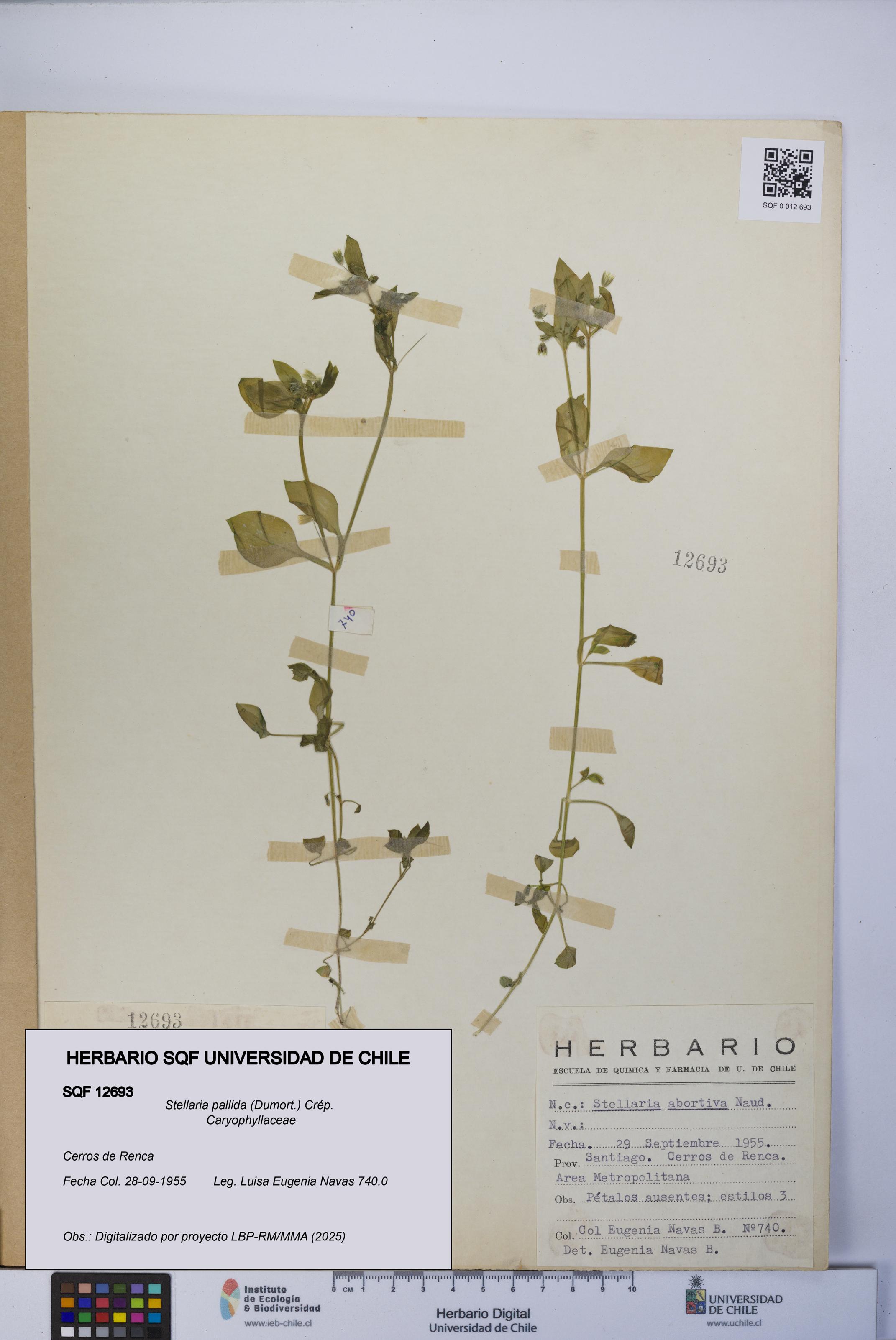 Stellaria pallida [Espécimen: UCH:SQF:0012693]