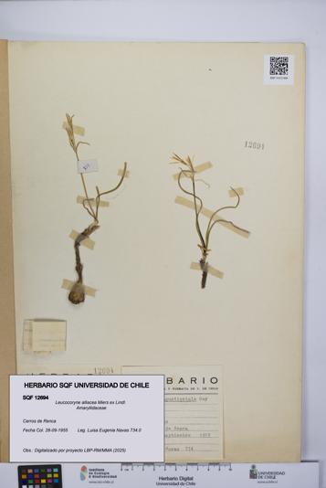 Leucocoryne alliacea [Espécimen: UCH:SQF:0012694]