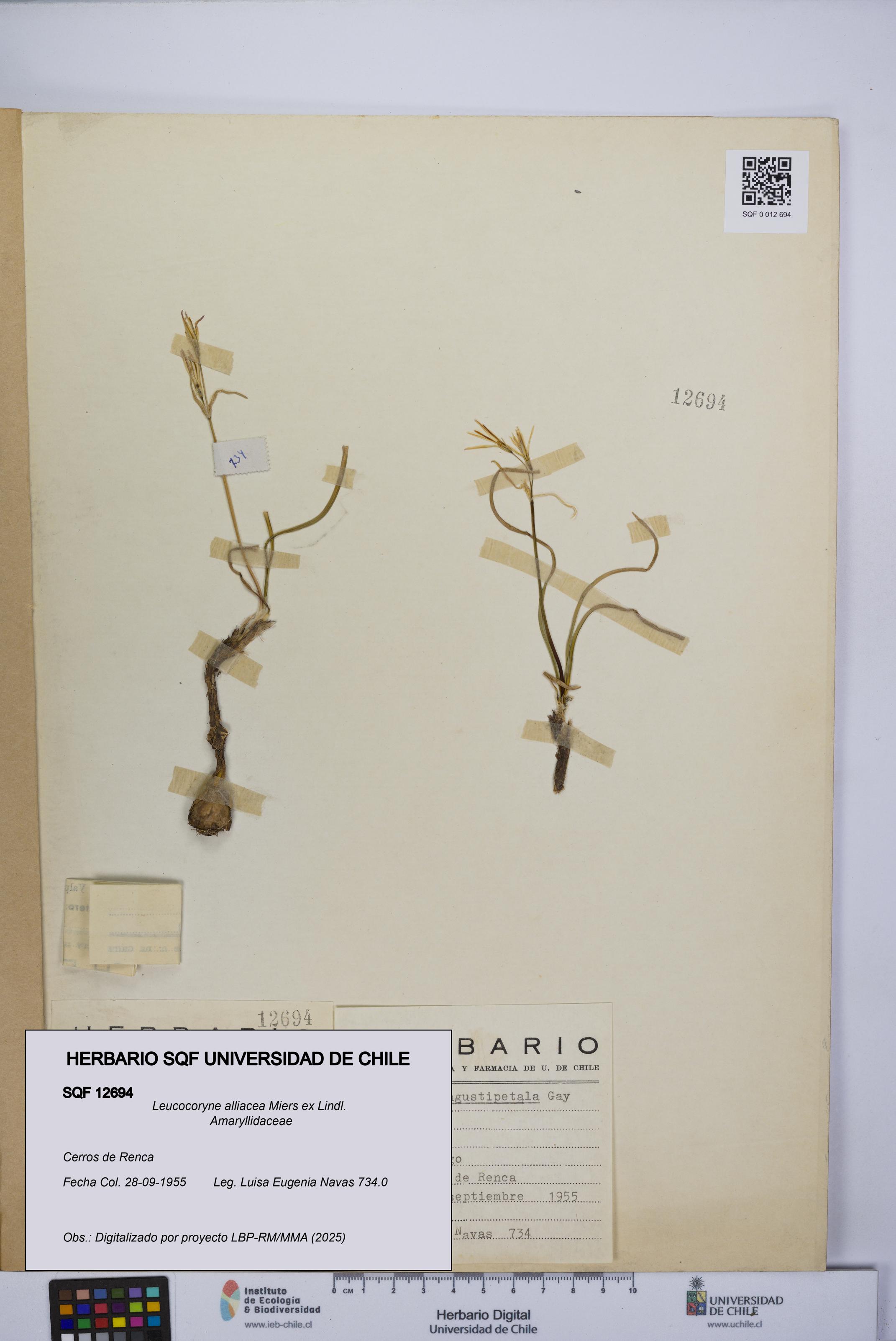 Leucocoryne alliacea [Espécimen: UCH:SQF:0012694]