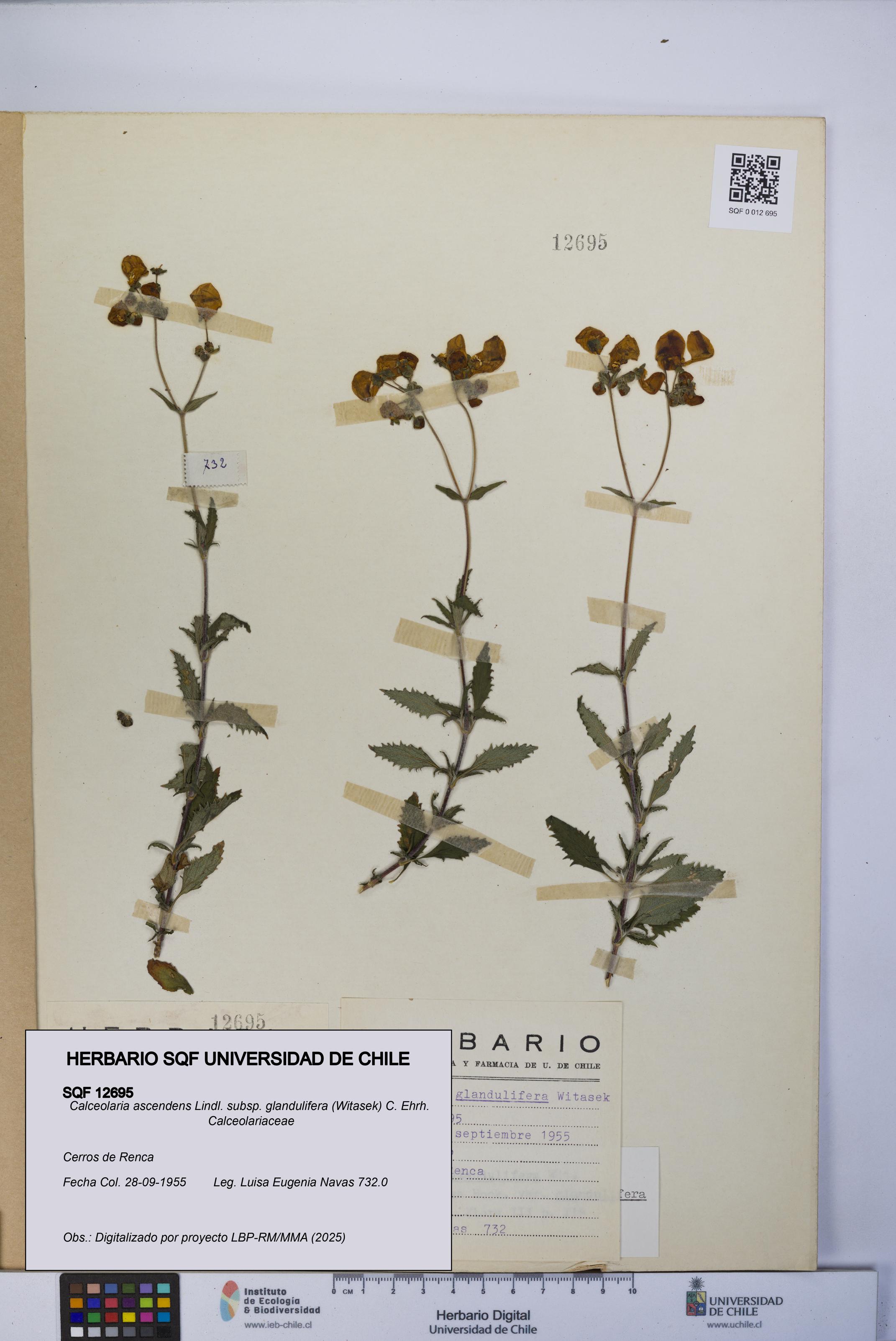 Calceolaria ascendens [Espécimen: UCH:SQF:0012695]