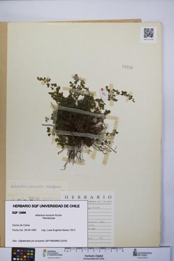 Adiantum excisum [Espécimen: UCH:SQF:0012696]