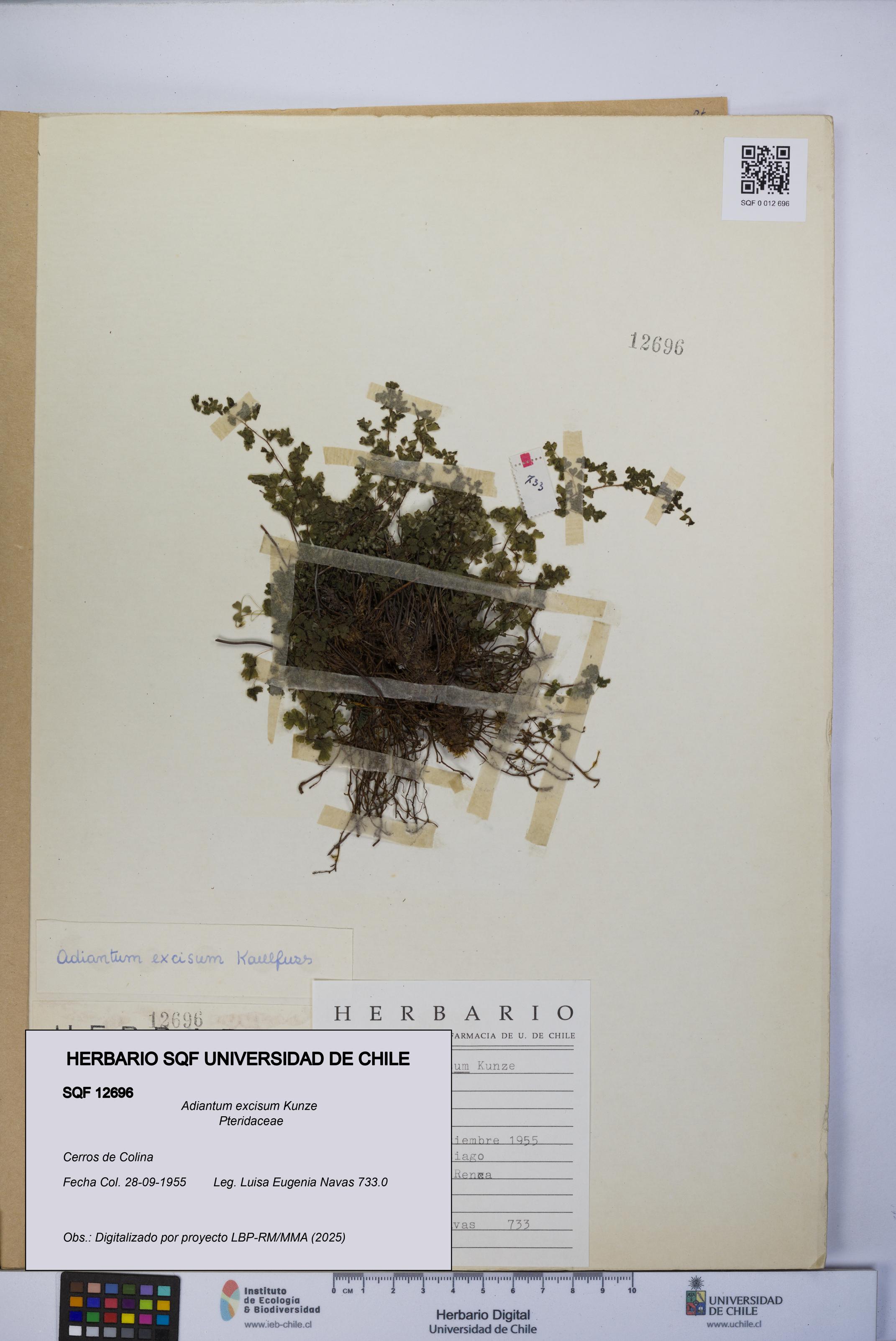 Adiantum excisum [Espécimen: UCH:SQF:0012696]