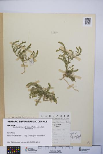 Lepidium strictum [Espécimen: UCH:SQF:0012700]