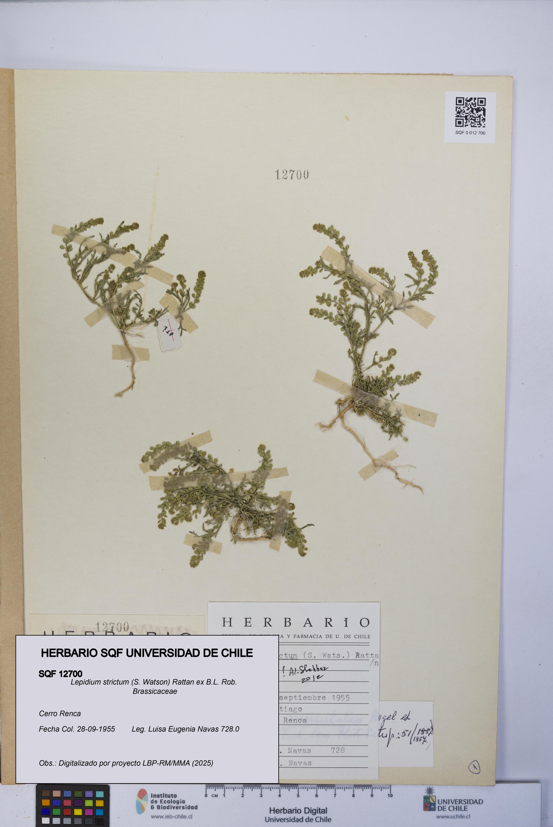 Lepidium strictum [Espécimen: UCH:SQF:0012700]