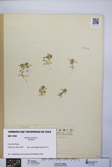 Aphanes arvensis [Espécimen: UCH:SQF:0012704]