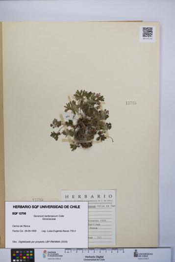 Geranium berteroanum [Espécimen: UCH:SQF:0012705]
