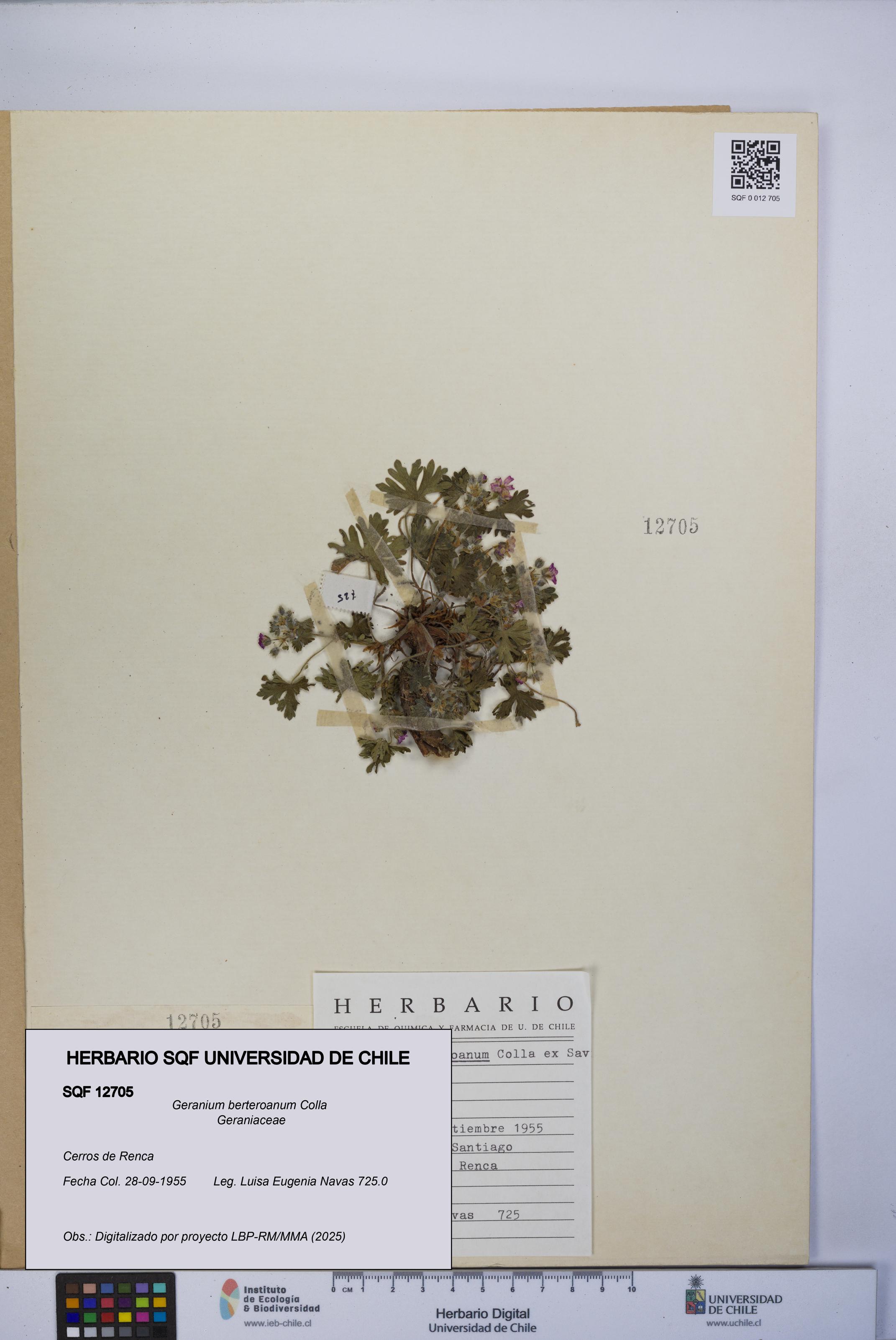 Geranium berteroanum [Espécimen: UCH:SQF:0012705]