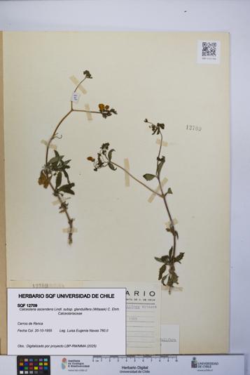Calceolaria ascendens [Espécimen: UCH:SQF:0012709]