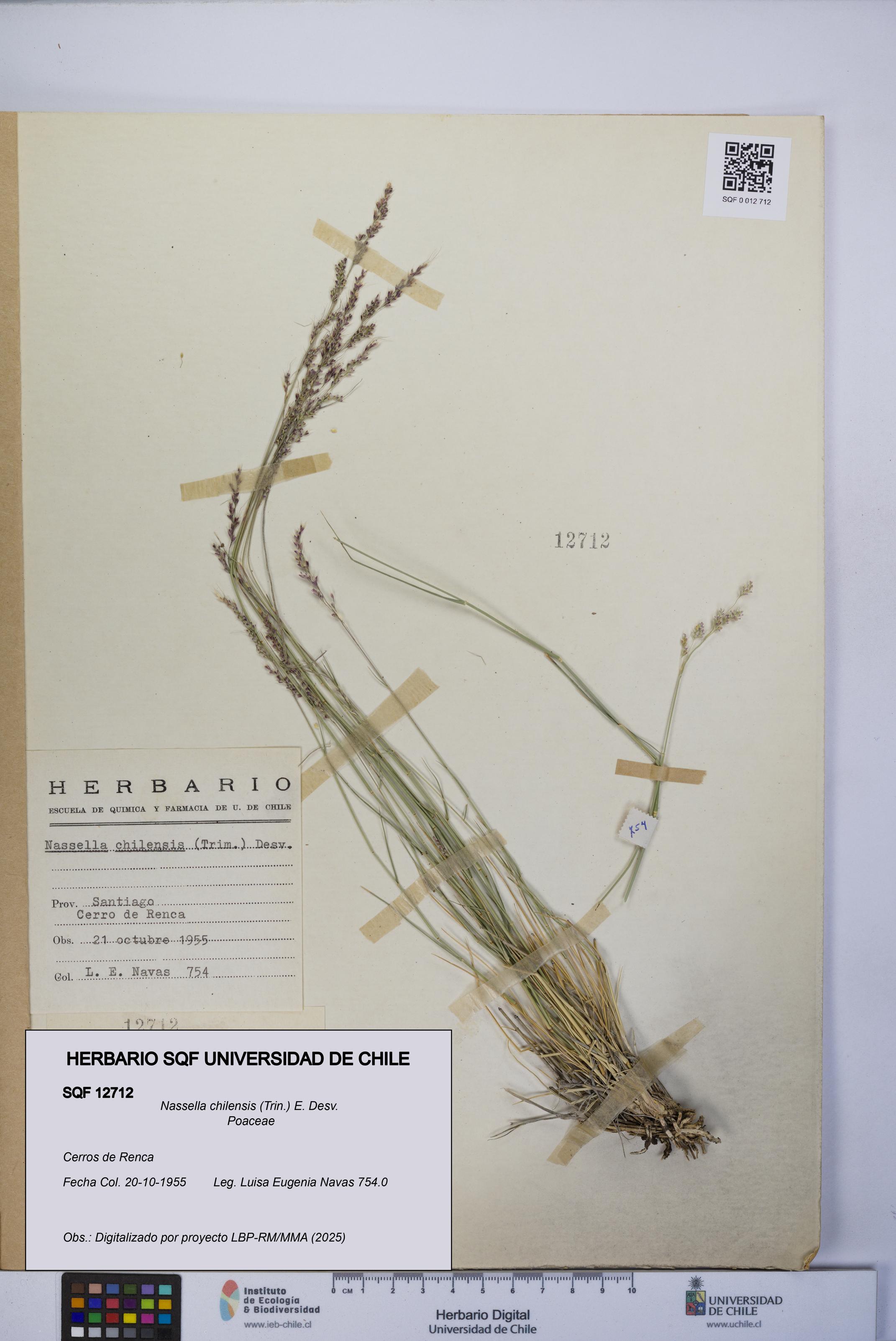 Nassella chilensis [Espécimen: UCH:SQF:0012712]