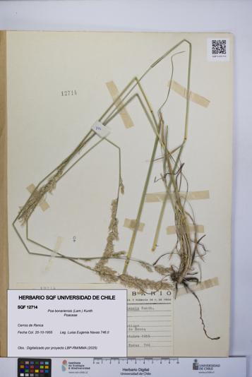Poa bonariensis [Espécimen: UCH:SQF:0012714]