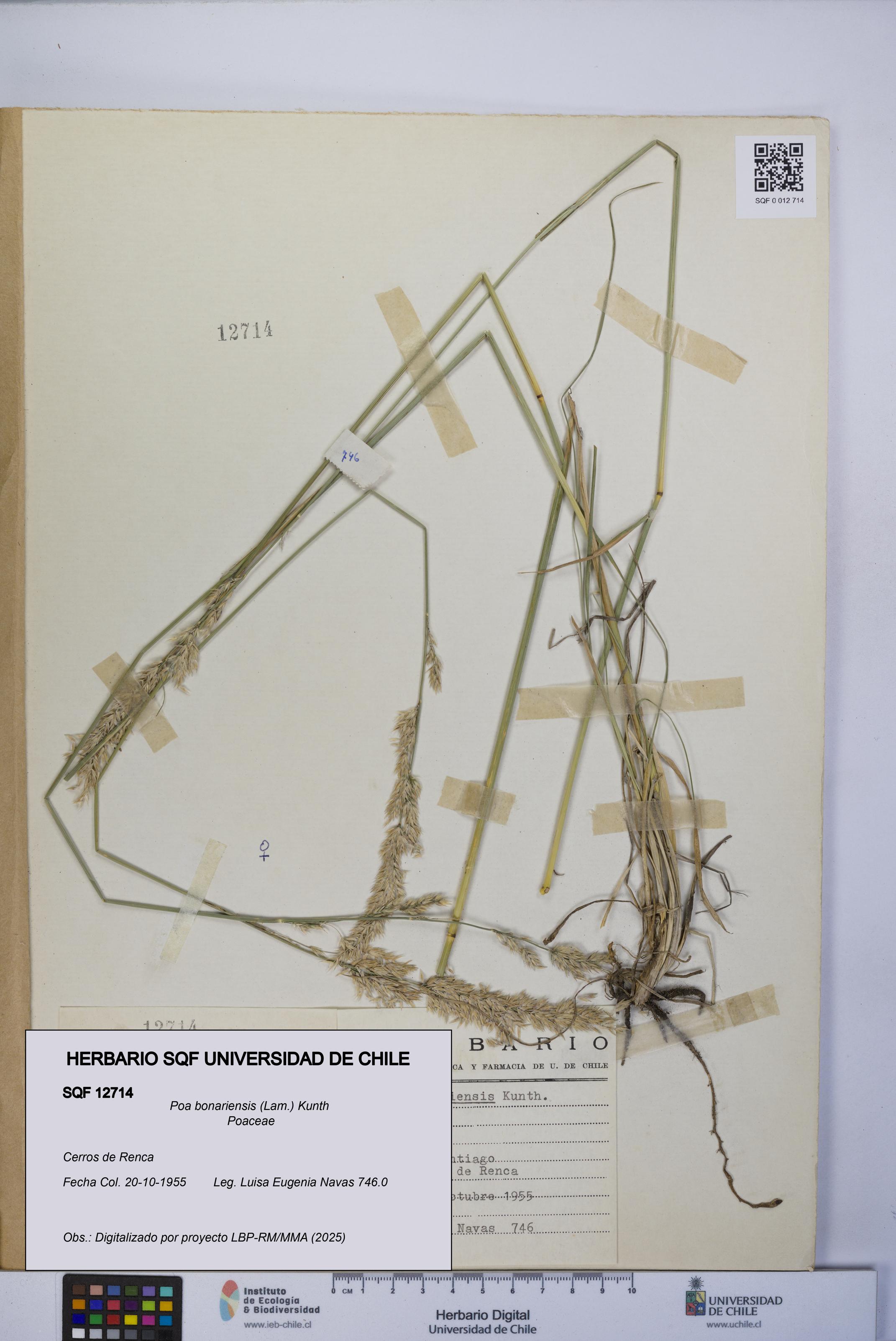 Poa bonariensis [Espécimen: UCH:SQF:0012714]