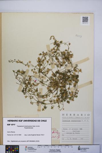 Tropaeolum brachyceras [Espécimen: UCH:SQF:0012717]