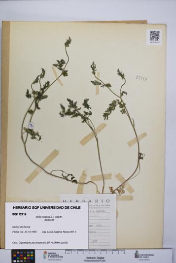 Torilis nodosa [Espécimen: UCH:SQF:0012719]