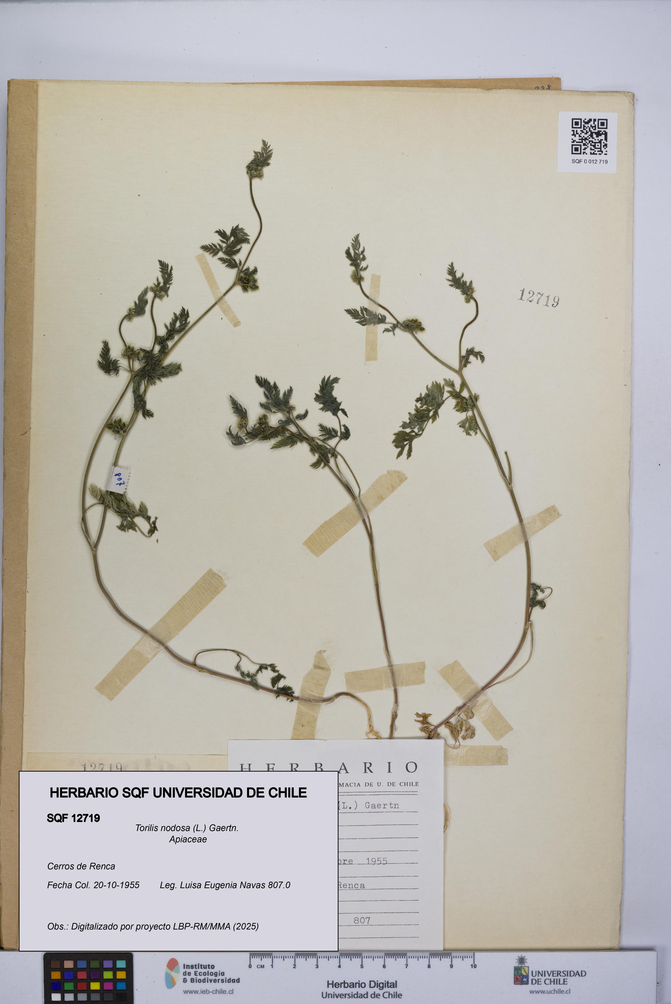 Torilis nodosa [Espécimen: UCH:SQF:0012719]