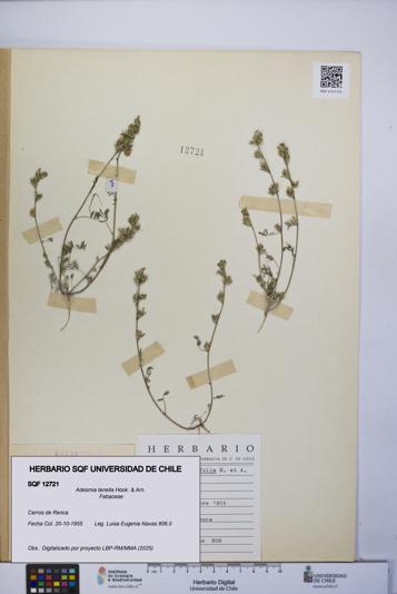 Adesmia tenella [Espécimen: UCH:SQF:0012721]