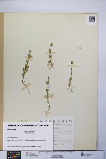 Silene gallica [Espécimen: UCH:SQF:0012724]