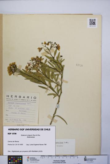 Solanum crispum [Espécimen: UCH:SQF:0012726]