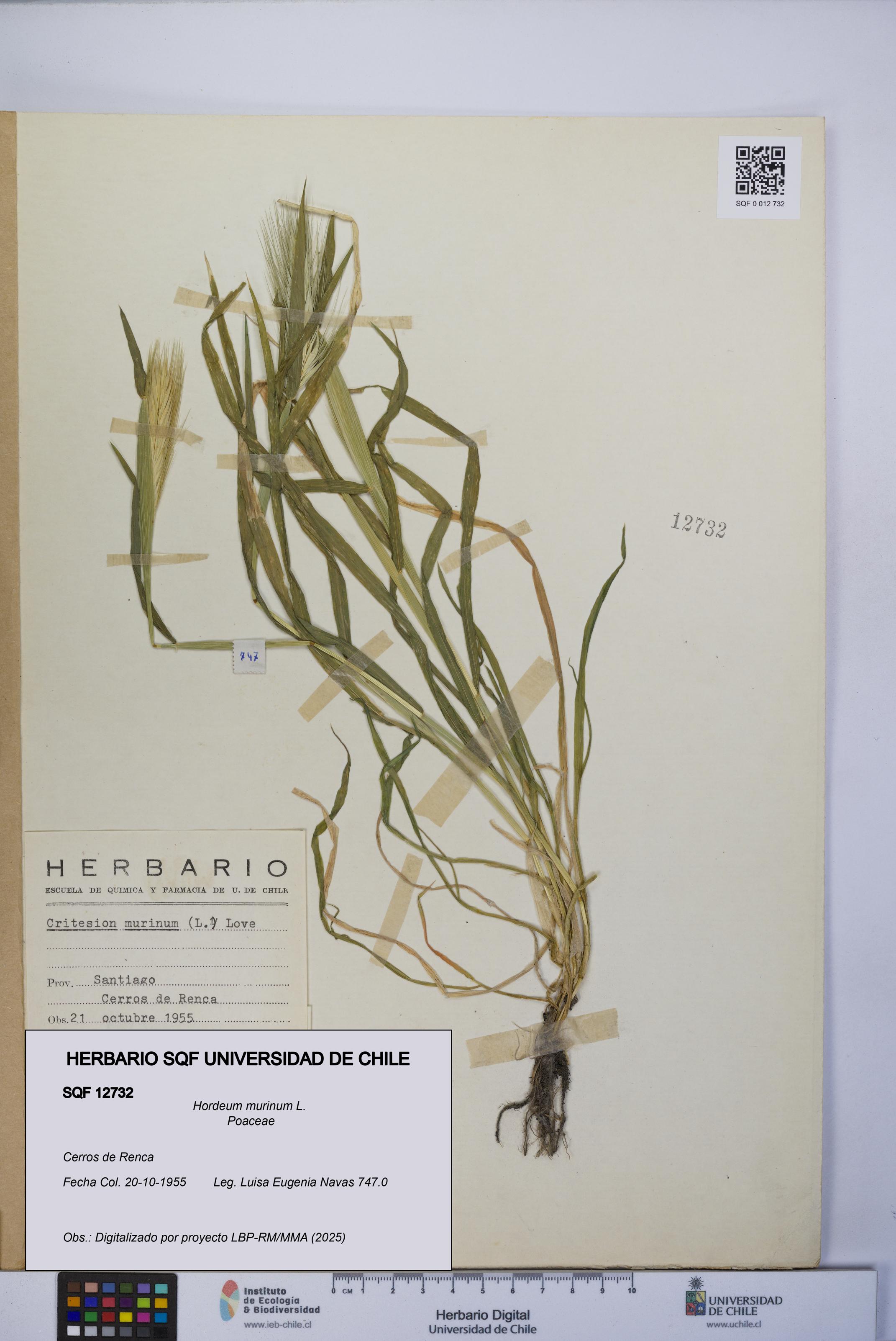 Hordeum murinum [Espécimen: UCH:SQF:0012732]