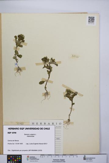 Senecio vulgaris [Espécimen: UCH:SQF:0012733]