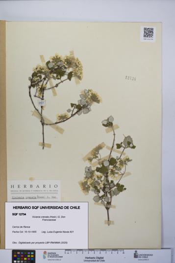 Viviania crenata [Espécimen: UCH:SQF:0012734]