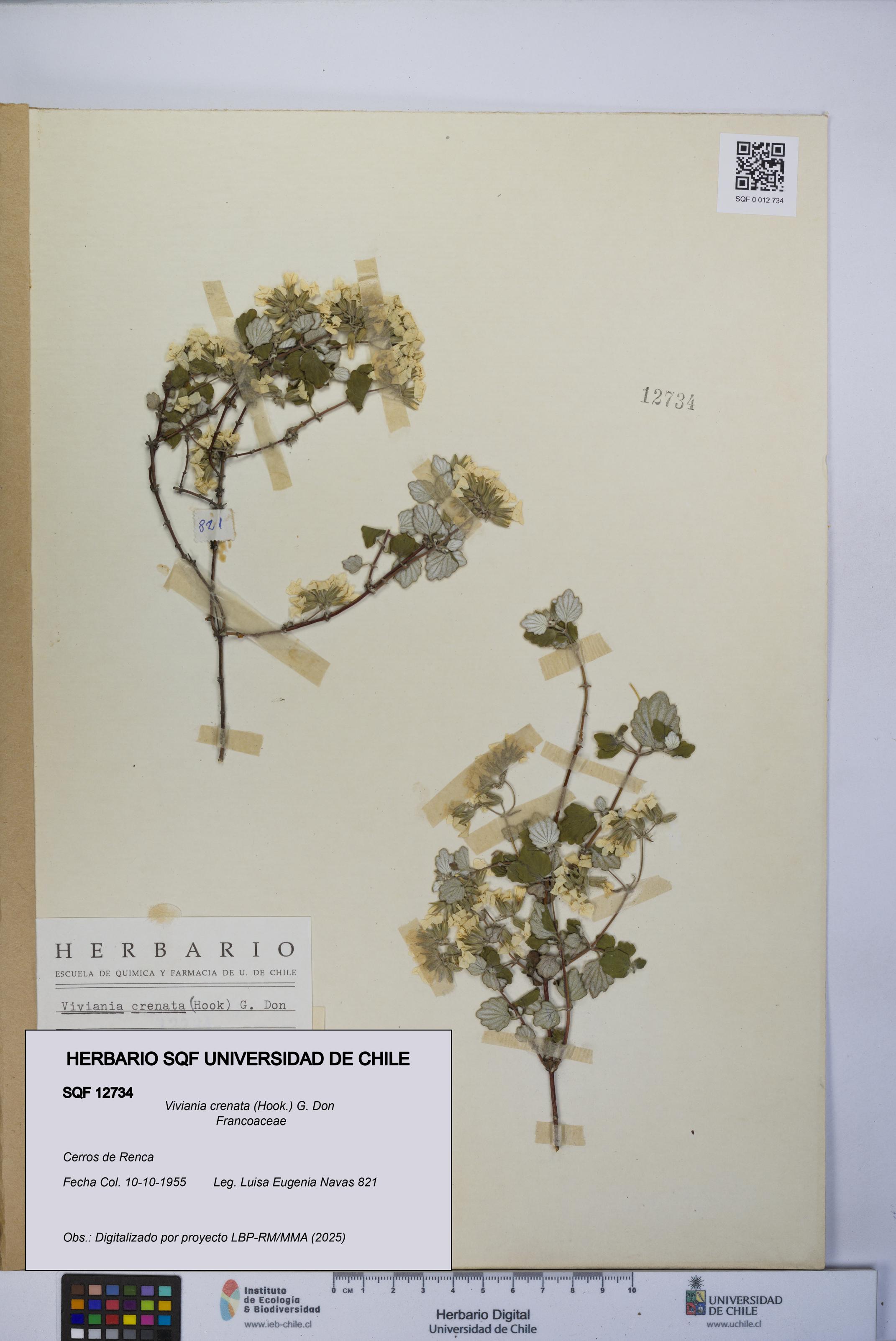 Viviania crenata [Espécimen: UCH:SQF:0012734]