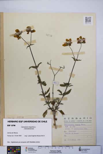Calceolaria integrifolia [Espécimen: UCH:SQF:0012736]