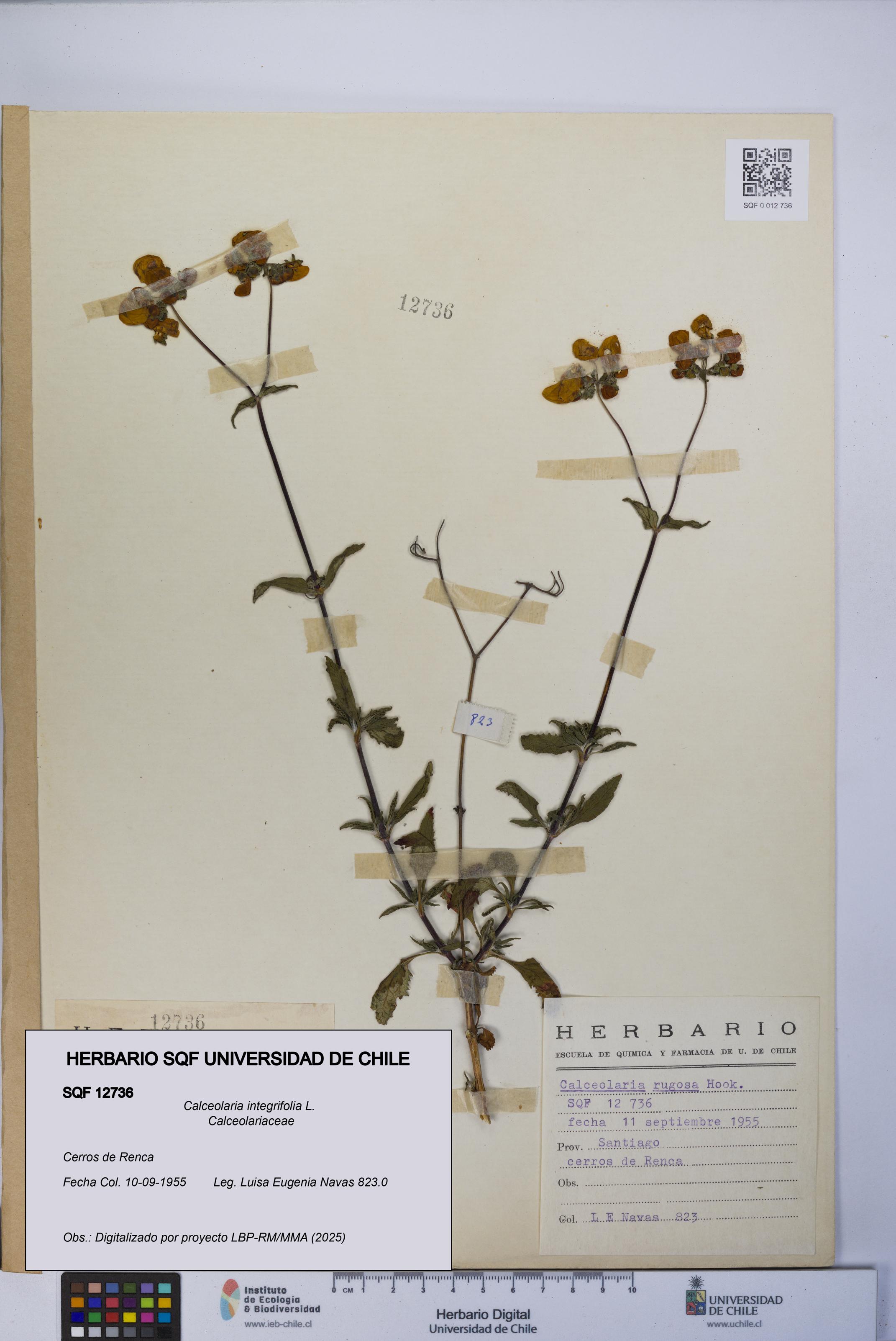 Calceolaria integrifolia [Espécimen: UCH:SQF:0012736]