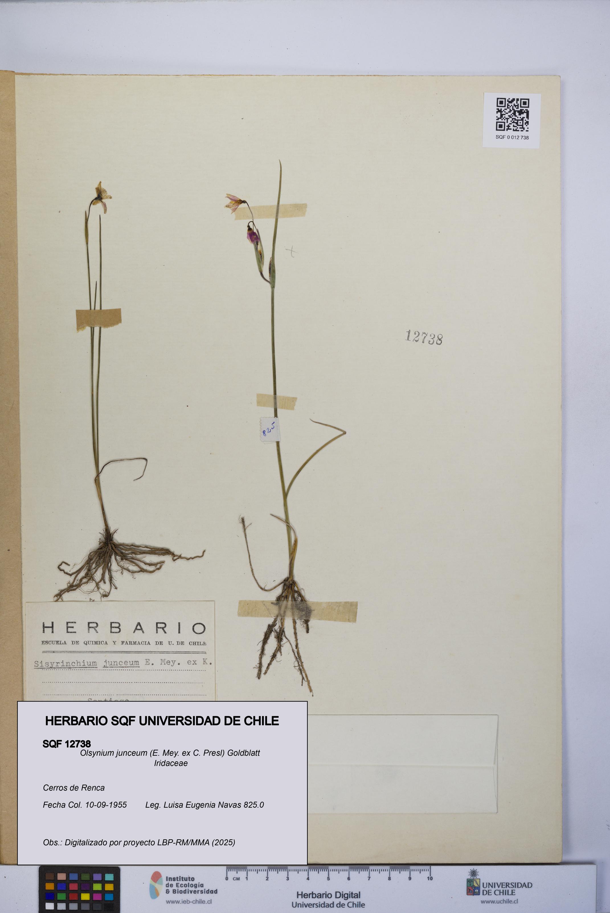Olsynium junceum [Espécimen: UCH:SQF:0012738]