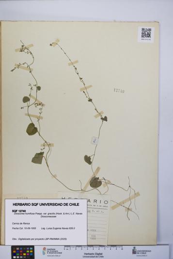 Dioscorea humifusa var. gracilis [Espécimen: UCH:SQF:0012740]