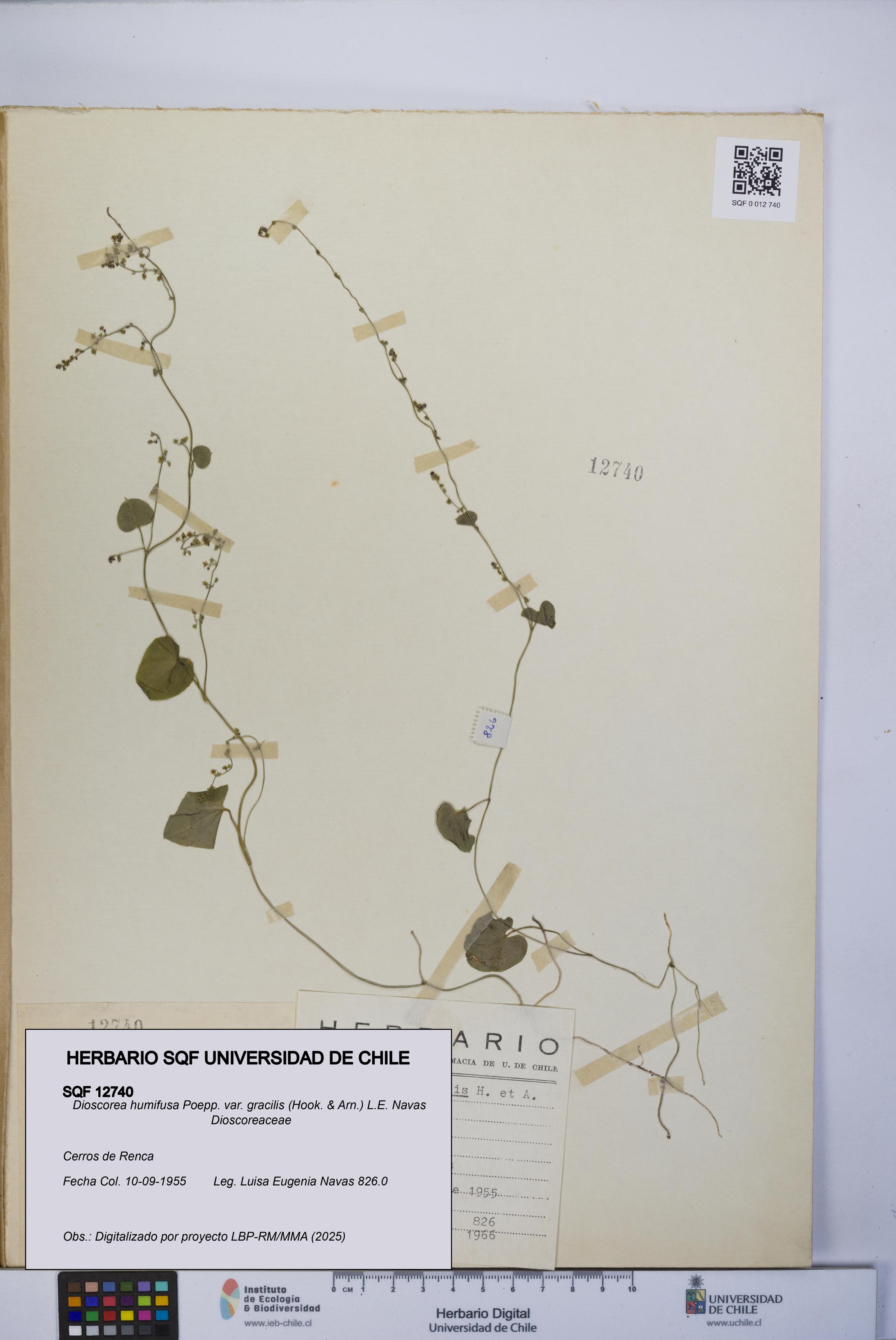 Dioscorea humifusa var. gracilis [Espécimen: UCH:SQF:0012740]